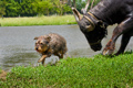 To Taunt a Water Buffalo